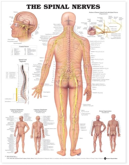 NBN Planche The Spinal Nerves