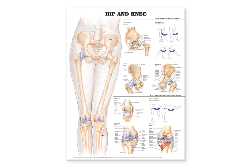 NBN Planche Hip And Knee 