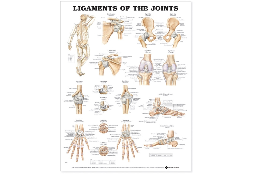 NBN Planche Ligaments of the Joints