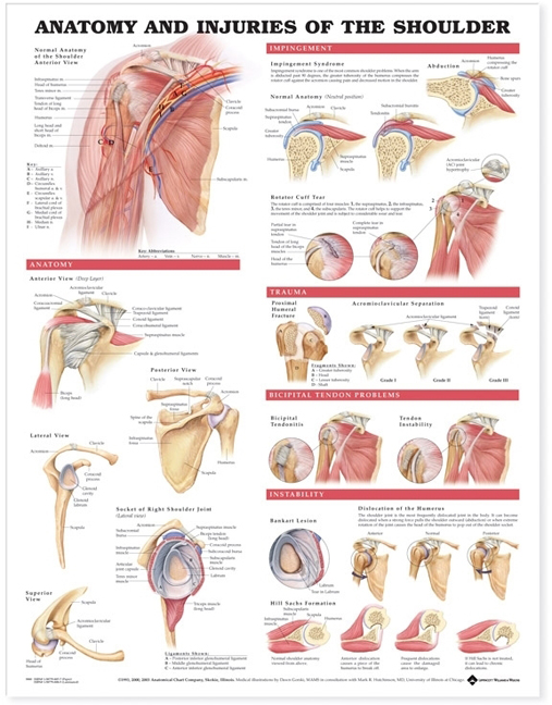 NBN Planche Anatomy & Injuries of