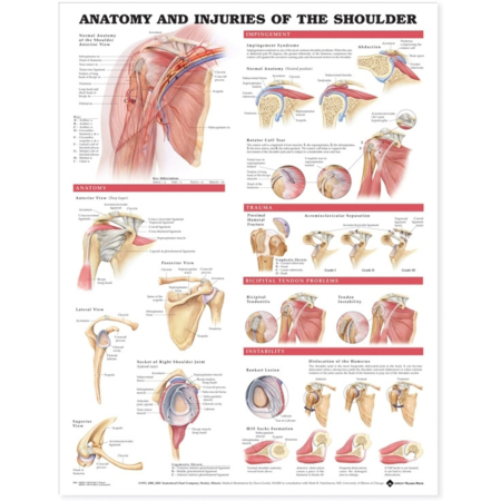 NBN Planche Anatomy and Injuries of the Shoulder