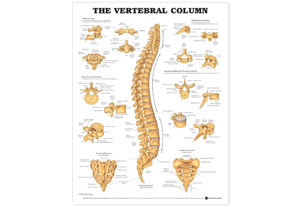 NBN Planche The Vertebral Column
