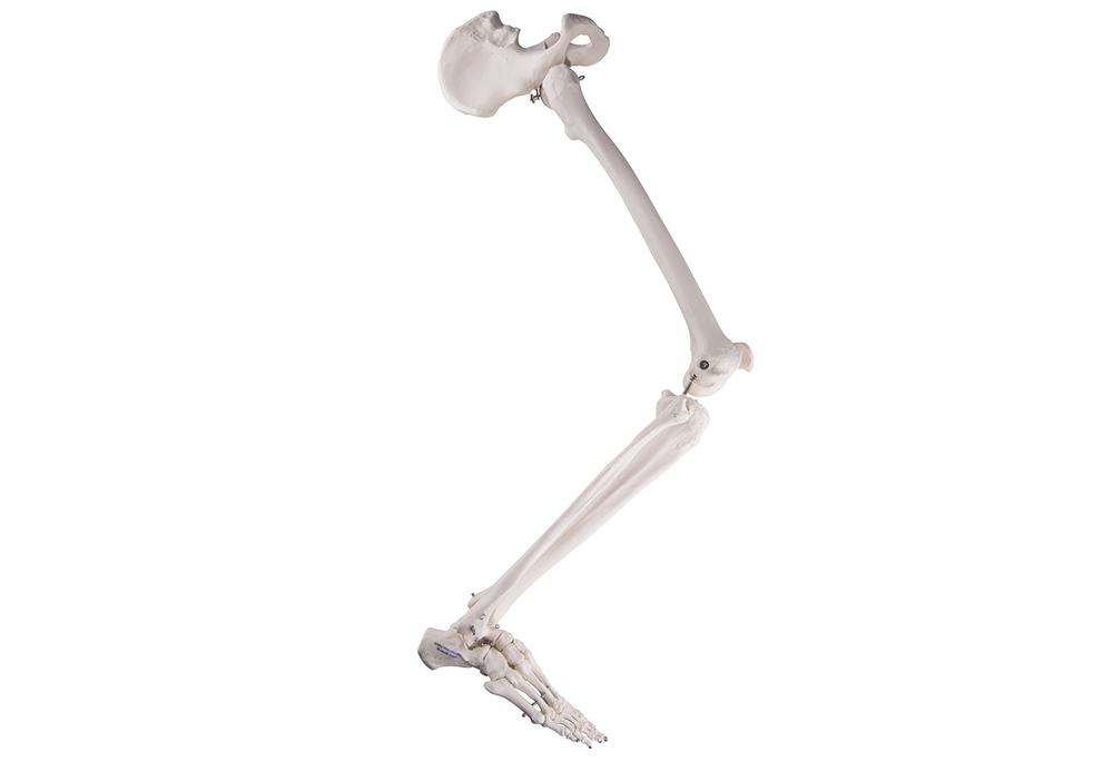 Ben med fod og bækken