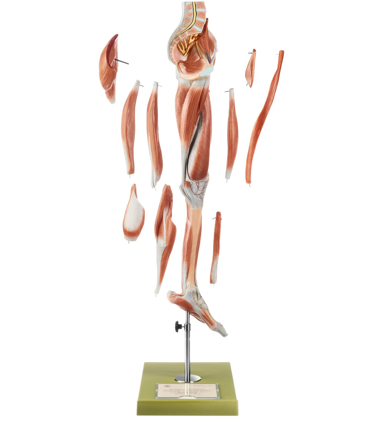 Somso Benmuskler med Pelvis