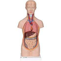 3B Mini Torso m/ hoved, ialt 12 dele