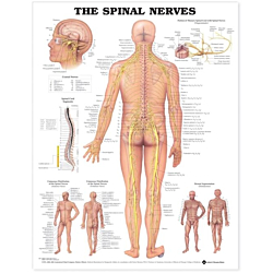 NBN Planche The Spinal Nerves