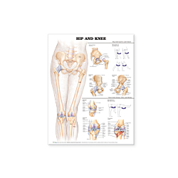 NBN Planche Hip And Knee 