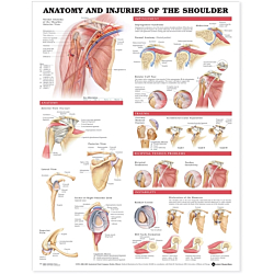 NBN Planche Anatomy & Injuries of