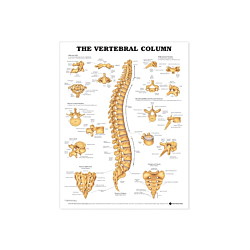 NBN Planche The Vertebral Column