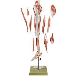 Somso Benmuskler med Pelvis