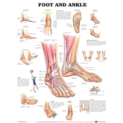 NBN Planche Foot and Ankle
