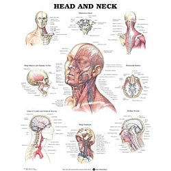 NBN Planche Head and Neck