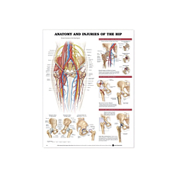 NBN Planche Anatomy & Injuries of