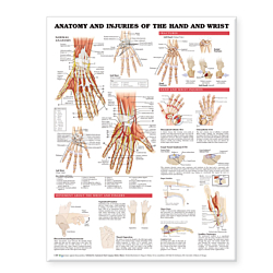 NBN Planche Anatomy and Injuries of-