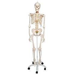 3B Flexible Skelet Fred, Stativ