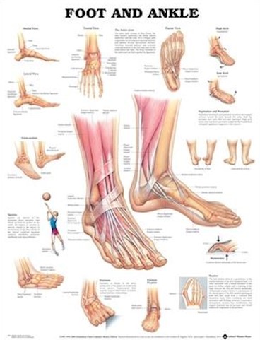 NBN Planche Foot and Ankle