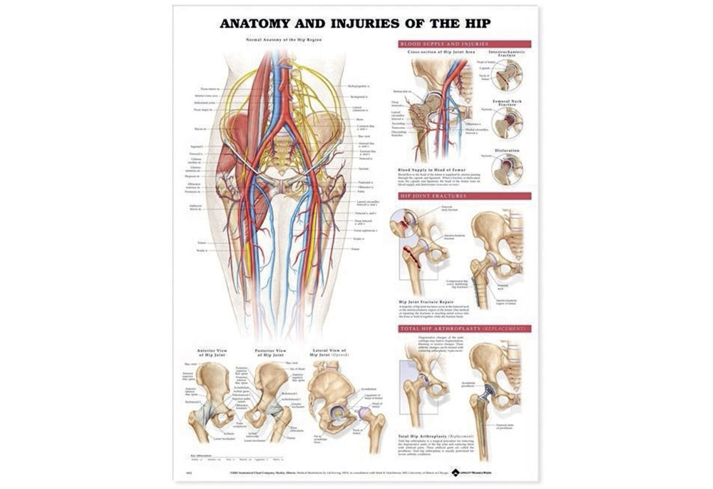 NBN Planche Anatomy & Injuries of