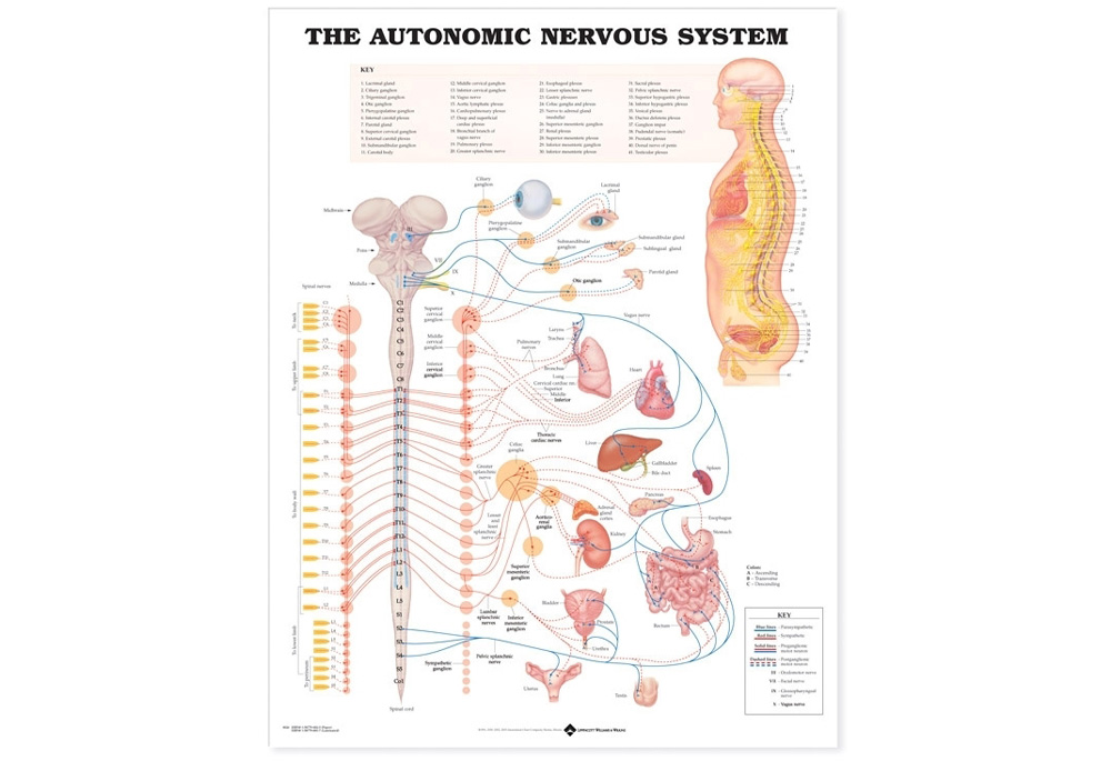 NBN Planche The Autonomic Nervous System