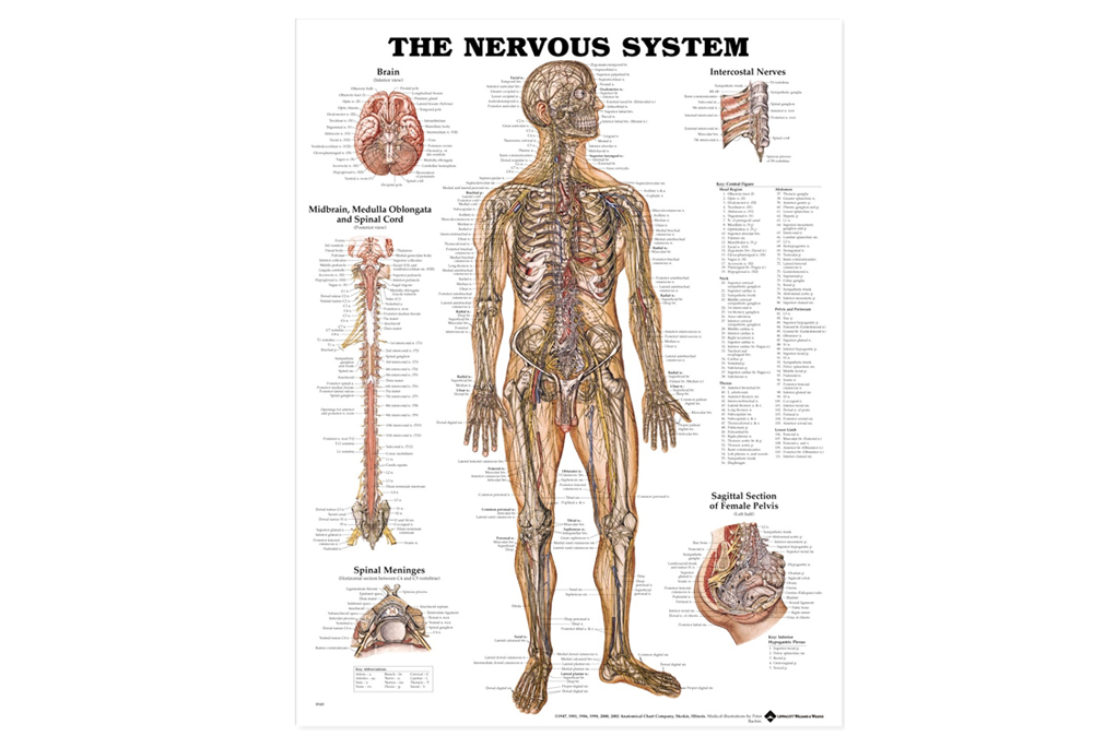 NBN Planche The Nerve System, Ulamineret