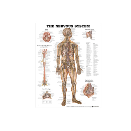 NBN Planche The Nervous System
