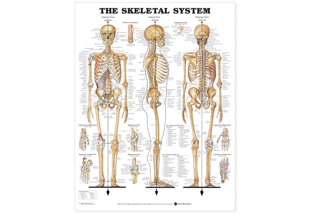 NBN Planche The Skeletal System 105 x 155 cm